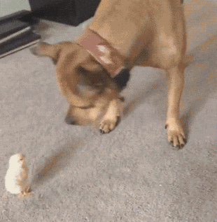 猴头,好一招调虎离山计!