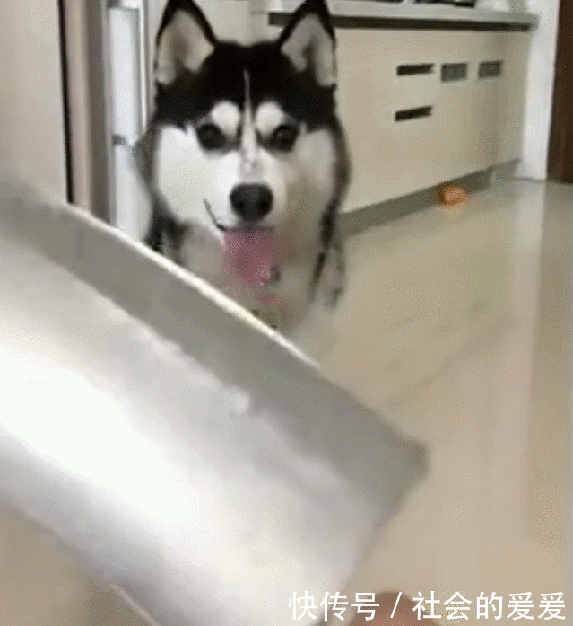 主人说要吃狗肉,拿出刀的那一刻,哈士奇的反应让人笑喷
