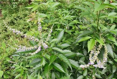 乡村山上随处可见的黄荆,老百姓用来当柴烧,城里人却用来当盆景