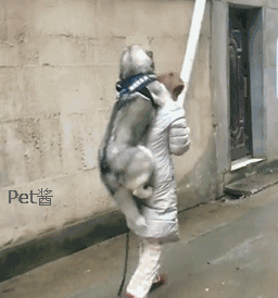 哈士奇:你以为我想这样啊,我更愿意自己走,还可以在水里面嗨起来!