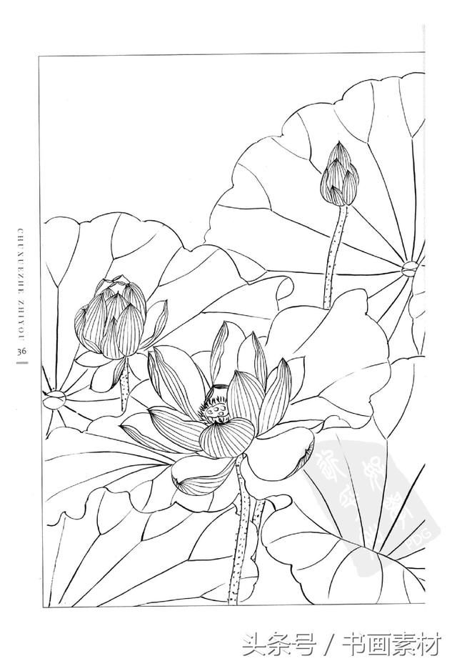 书画素材|国画篇之初学者之友白描荷花绘本画册姜冬莲