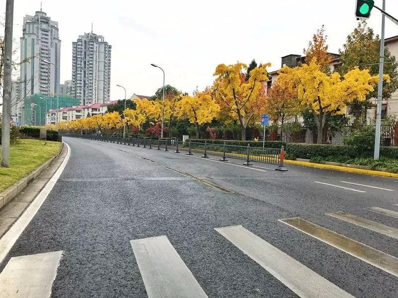 上海这些地方又现银杏叶"金光大道"!