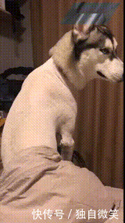 最近这只哈士奇火了,被主人剃完毛后气哭了,回头的表情太到位了