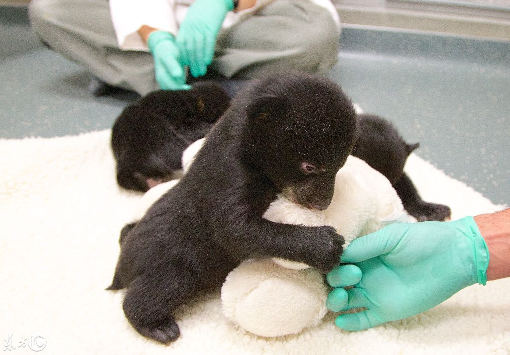 "真可爱!"刚出生的小熊仔,和印象中的大黑熊完全不一样!