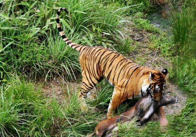 老虎盯上野猪一顿追赶,野猪先求饶后下黑手,结果换得悲惨下场