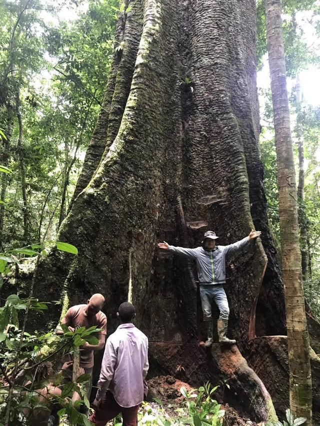 运回非洲巨木!粗大原木直切毛板,制作实木大板纹理爆美惹人爱!