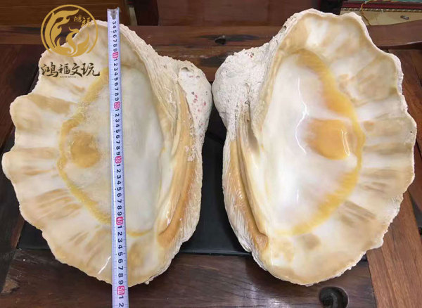 青岛哪里有专业卖砗磲的地方【海南鸿福文玩】价格