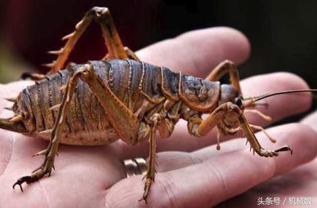 巨型蟋蟀是地球上最重的昆虫,已经成为新西兰的保护动物
