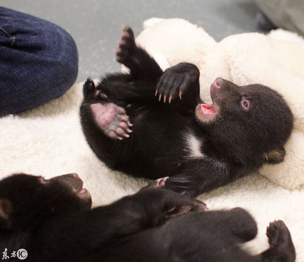 "真可爱!"刚出生的小熊仔,和印象中的大黑熊完全不一样!