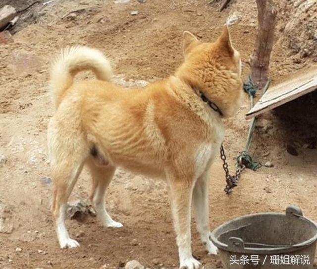 极品中华田园犬,我最喜欢的大黄,便宜听话还能看门!
