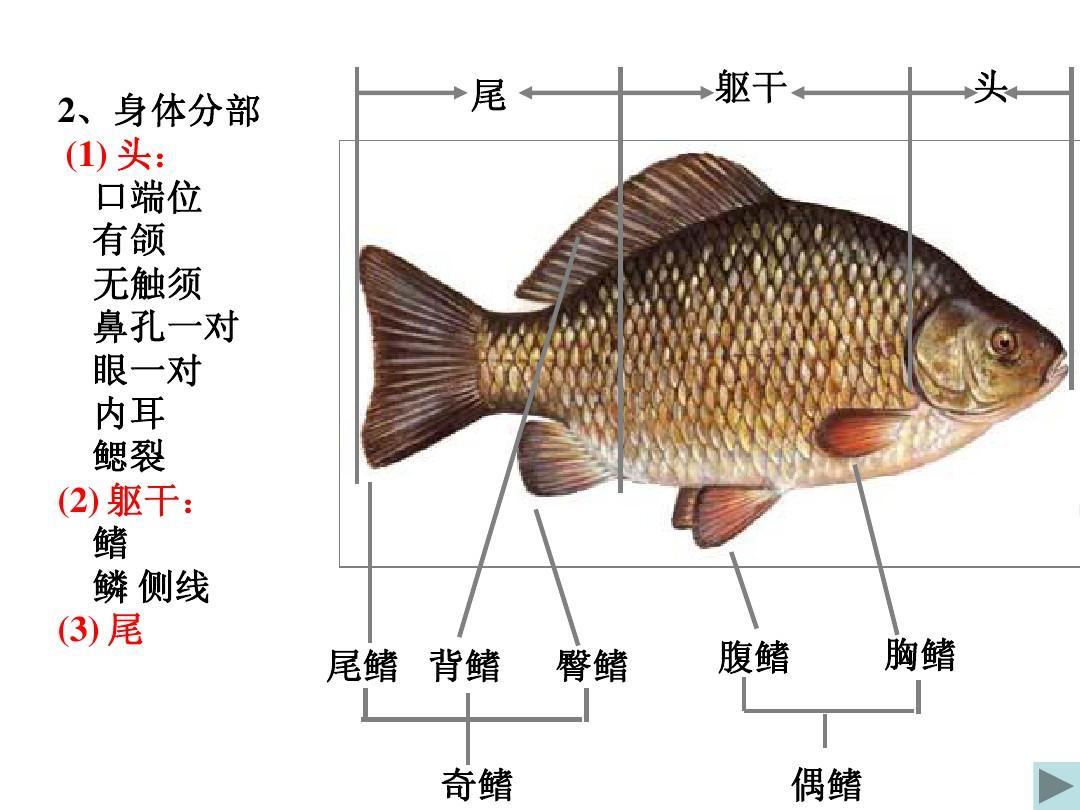 解剖鲫鱼进清华北大引热议 背后是对招生方式的担忧