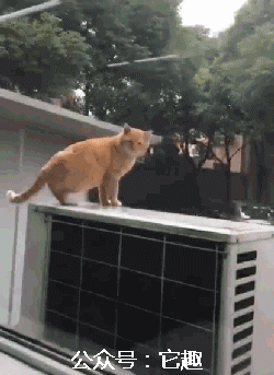 ▼十个橘猫九个胖,还有一个压倒炕!