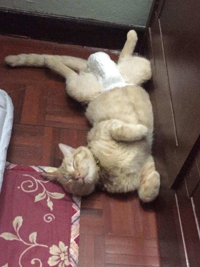 毕竟屋子里整天弥漫着猫咪的