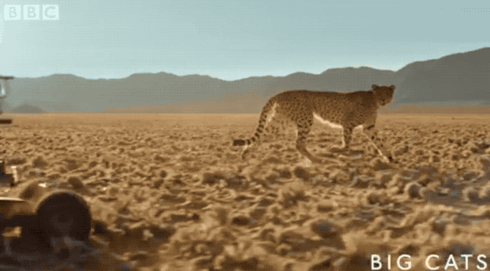 拍动物,我只服bbc!这些黑科技 萌猫真戳心窝儿