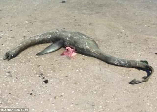 "尼斯湖水怪"在美身亡?乔治亚州沃尔夫岛沙滩上发现海怪尸体!