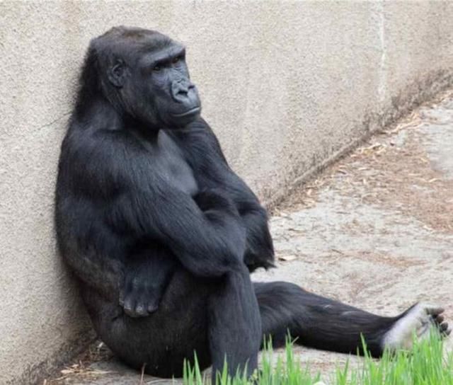 动物园里猩猩像人类扔东西,游客被袭击细看之后愤怒了