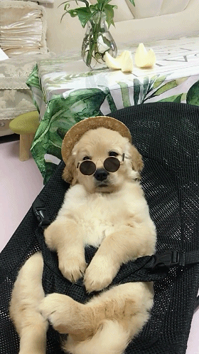 金毛狗狗戴墨镜,坐摇椅上吹空调,简直就是汪界小地主