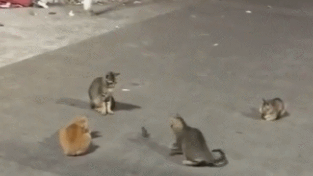 世界最悲催的老鼠:一露头被四只猫咪围攻,立马倒地装死