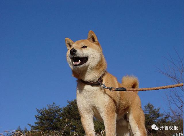 16岁表情包柴犬北登去世 日本网民集体哀悼