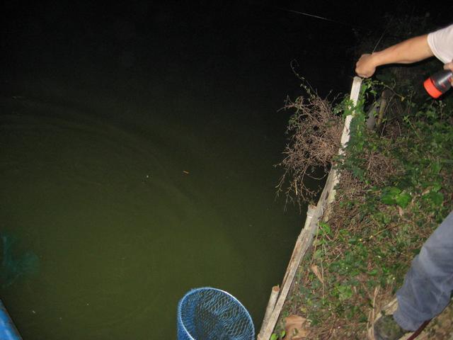 夜晚鱼胆大敢与靠边,因此,夜钓时可以选择较浅水域,一般不超过1.