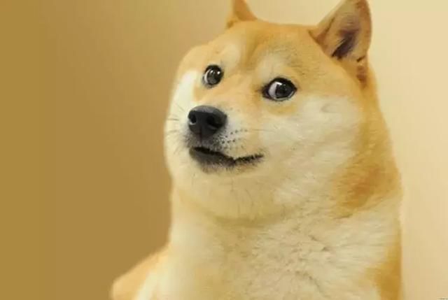 这两种狗狗你真的分得清么?柴犬与秋田犬