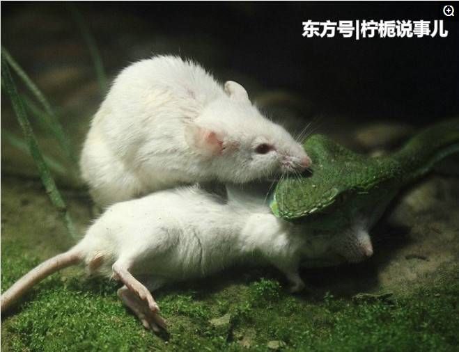 母鼠被毒蛇活吞,公鼠拼命做出如此举动!