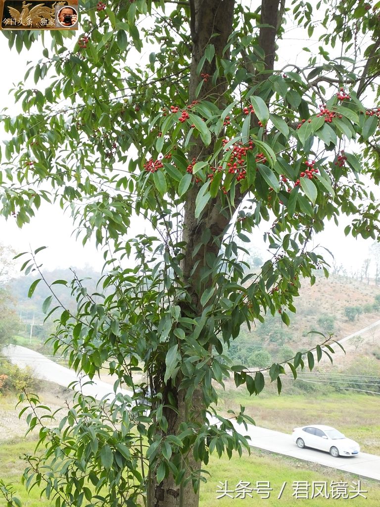 湖北宜昌:乡村路边冬青树优美,它是国家重点保护植物!