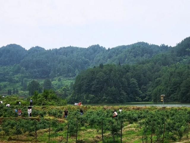 近段时间,涪陵区同乐乡雪峰山旅游度假区的200余亩高山蓝莓陆续进入