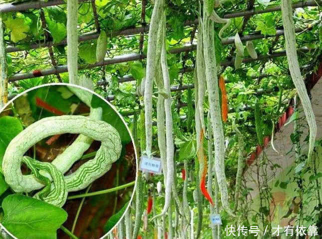 周公解梦，凌晨四点梦见两条青蛇在眼前走来的寓意与解析