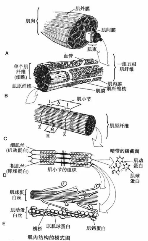 肌纤维与一般细胞不同,为多核构造.