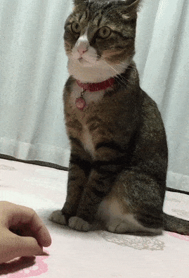 爆笑gif: 镜头永远是给有准备的人!