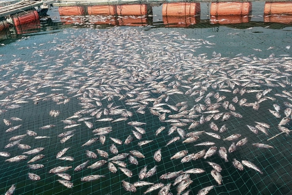 高温天气致韩国海水升温 造成养殖场鱼类大量死亡