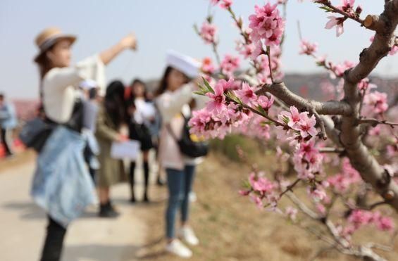 泗水桃花节