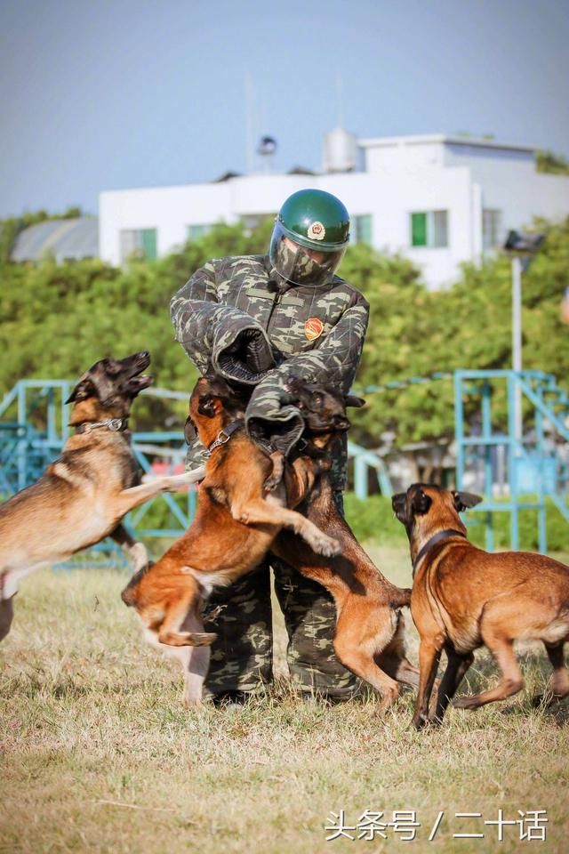 采用的是多只武警部队大型成年犬,从单只扑咬到多只扑咬,考验训犬员们