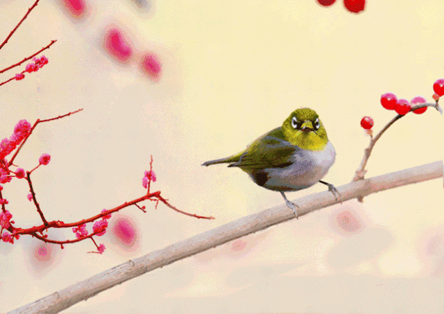 壁纸 动物 鸟 鸟类 雀 640_453 gif 动态图 动图