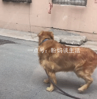 爆笑gif: 确认过眼神,没遇上对的人