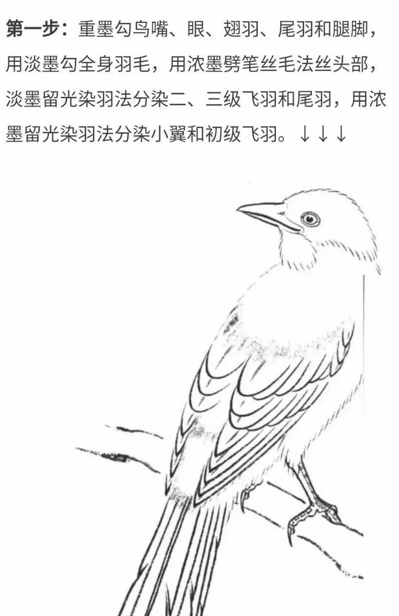 中国画工笔鸟画法--灰喜鹊