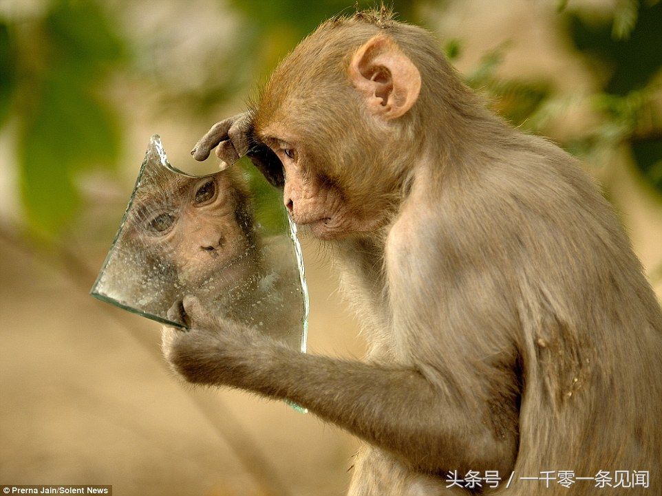 我怎么这么好看!猴子捡到镜子后的反应让人捧腹大笑