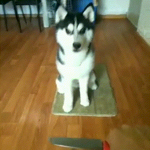 二货主人实力坑狗,气得哈士奇忍无可忍,非要闹着要离家出走!