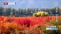 走进北京网红打卡地 | 昌平七孔桥花海