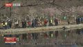 玉渊潭公园樱花观赏季开幕 市民尽享好春光