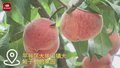 平谷区：早桃抢“鲜”上市 “鲜桃季”甜蜜开启   供应全国市场
