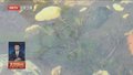“指示物种”北京水毛茛复现玉渡山