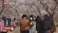 国家植物园桃花盛放 近40万株春花竞艳