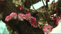 暗香浮动 喜上“梅”梢！颐和园内梅花蜡梅开正好 新设非遗插花展示区