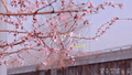 北京昌平：春日桃花开，满心欢喜时！