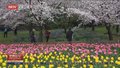 春风吹暖“春日经济” “一朵花”带动赏花游热度持续攀升