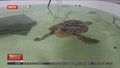 法国：救治康复 15只红海龟被放归大海