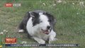 牧羊犬“梅西”将在戛纳红毯“采访”嘉宾