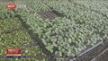 顺义区17万余亩粮食蔬菜春耕备耕跑出“加速度”